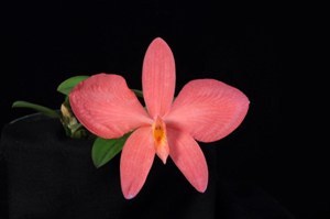 Cattleya brevipedunculata Kyodai Sake AM/AOS 80 pts.